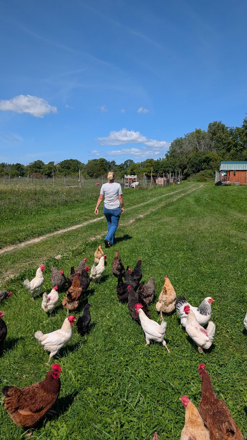 The farmer walking up the field with the whole flock streaming along behind her.