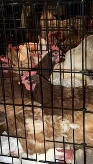 Hens in the coop at Branna Hollow Farm.