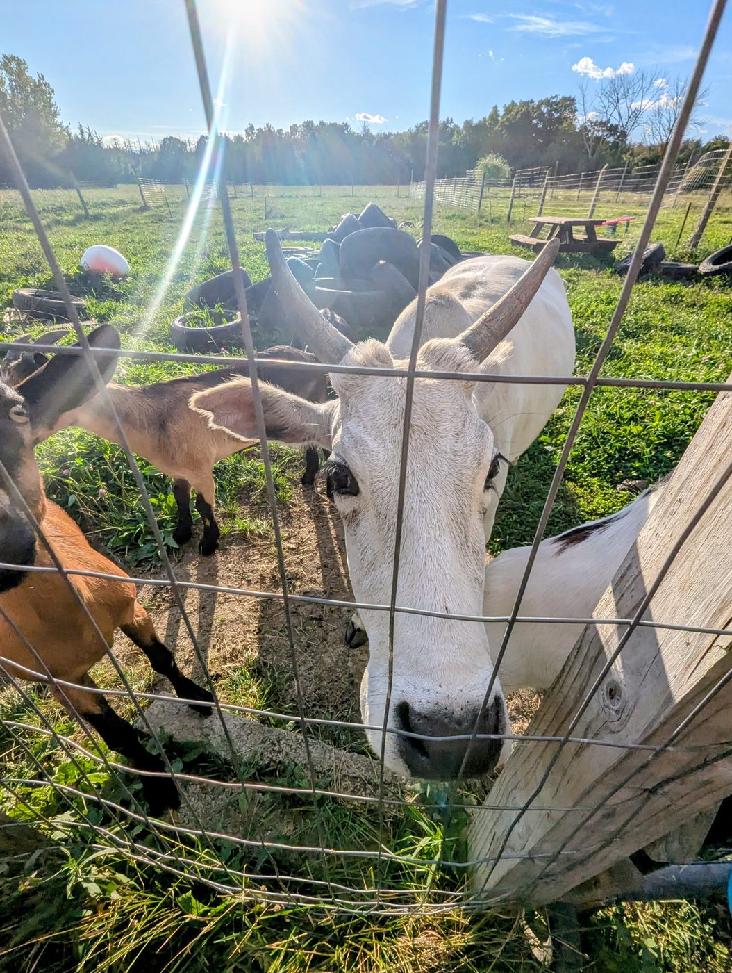 The cow at the fence with a goat tucked in beside her.