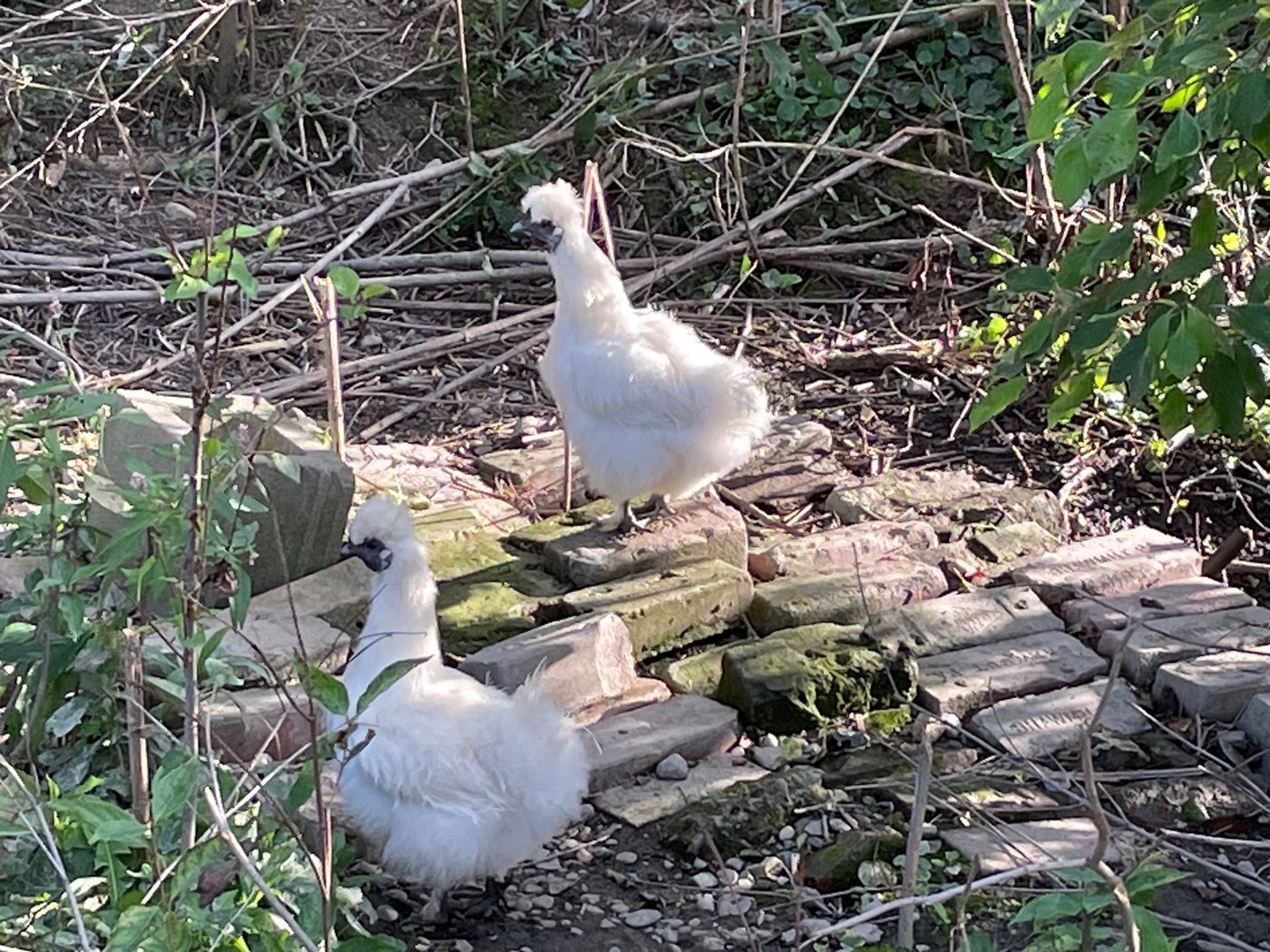 Two white geese settled in among the brush.