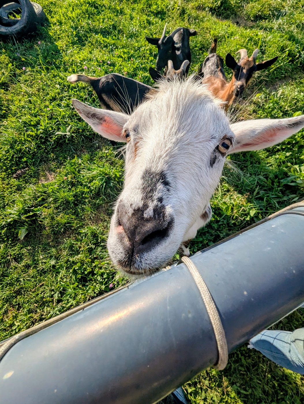 A goat looking straight down the lens over the fence pipe.