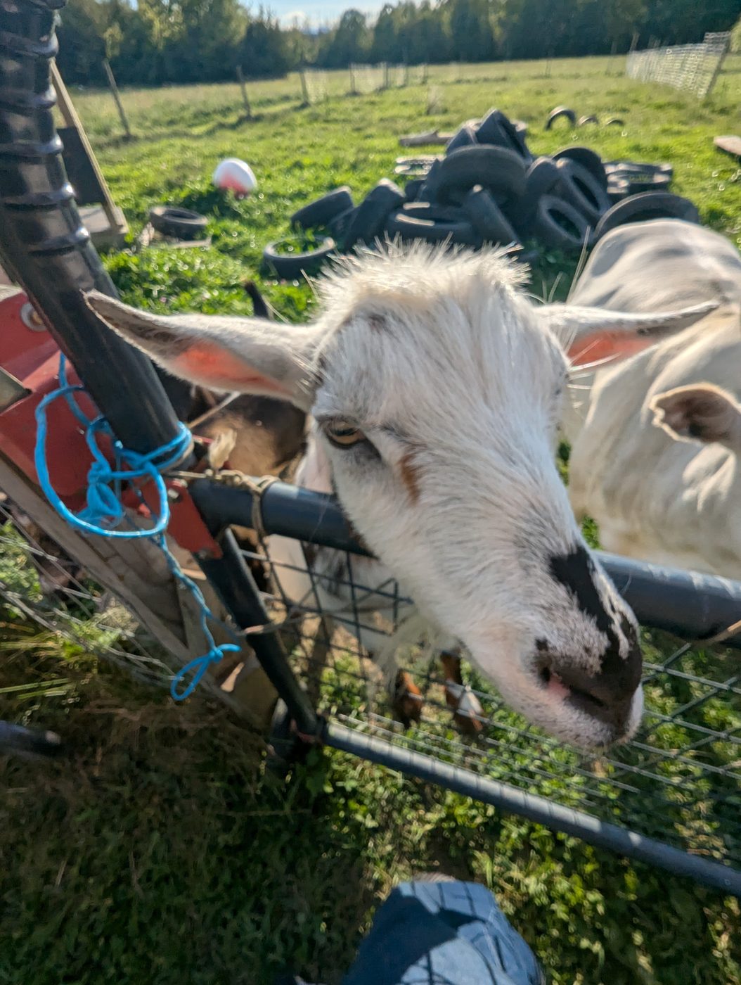 Goats crowding the fence line, all facing the camera.