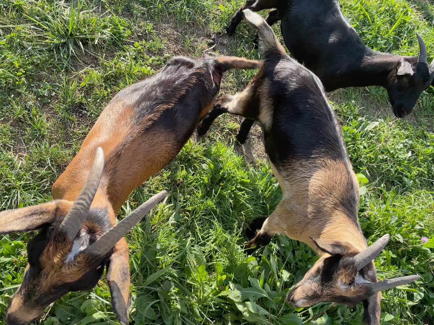 Two goats up on their hind legs, mid-scuffle, in the tall grass.