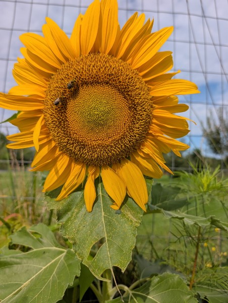 A sunflower in full bloom against the garden fence, two bees working the centre.